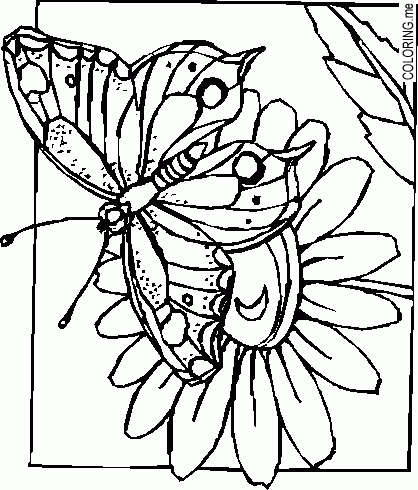 coloring page  butterfly and flower  coloring
