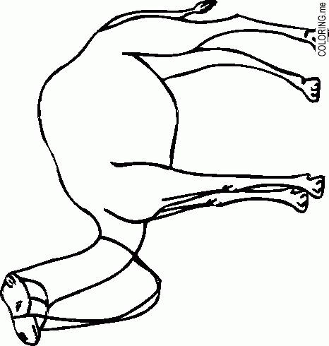 Coloring page : Camel - Coloring.me